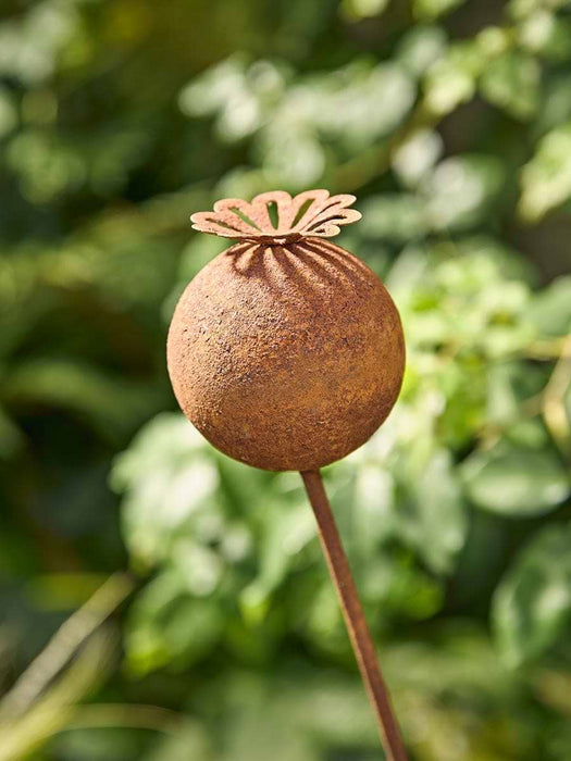 A Bevy of Poppies