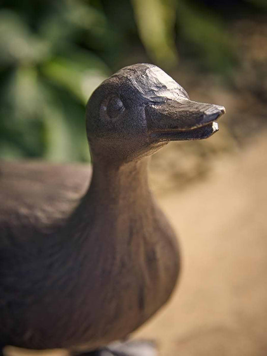 Dabbling Duck