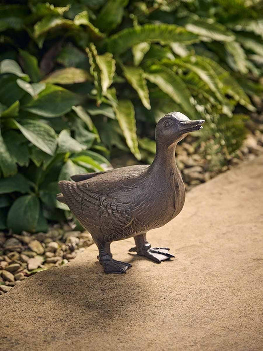 Dabbling Duck