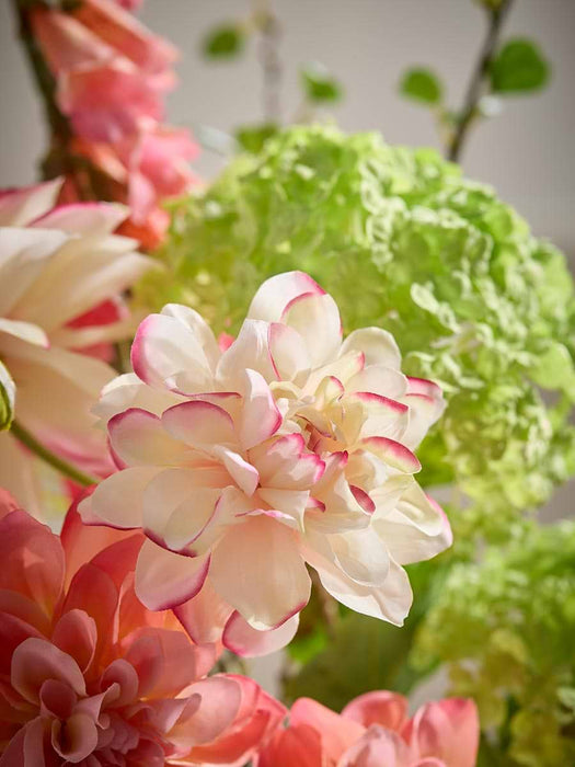 Dahlia Spray - Cream & Pink
