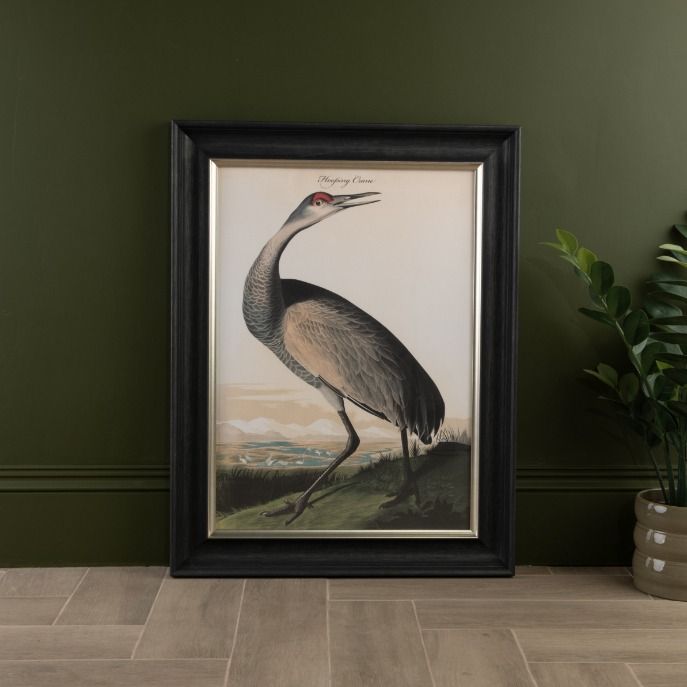 Hooping Crane Framed Print - last one remaining