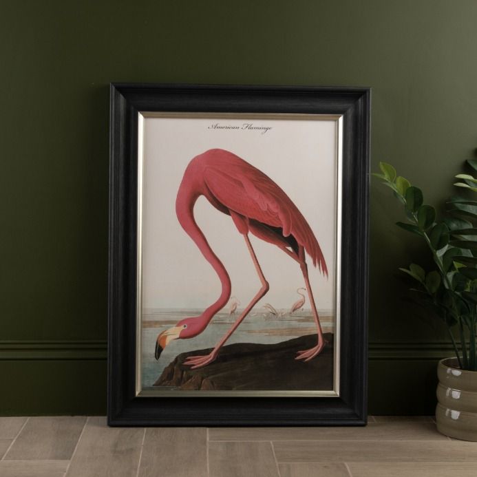 American Flamingo Frame Print - In Stock