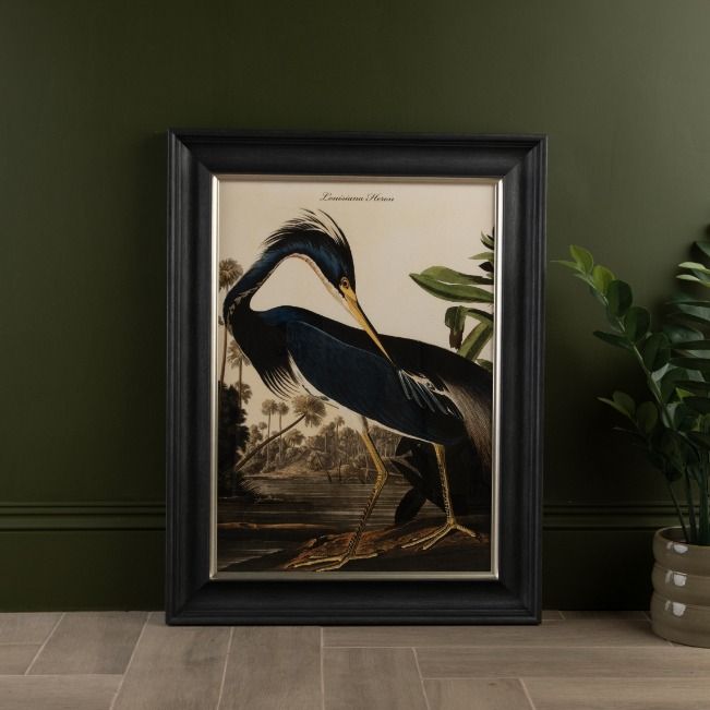 Louisiana Heron Framed Print - In Stock