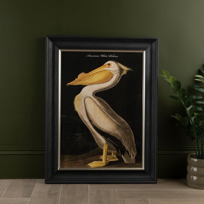White Pelican Framed Print - In Stock